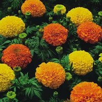 Marigolds - not actually what this post is about but lovely nonetheless.